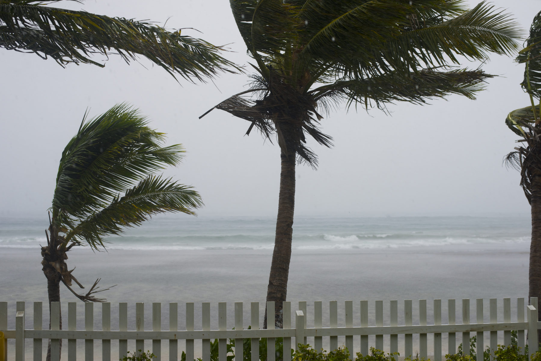Hurricane Sally blowing strong winds through palm trees
