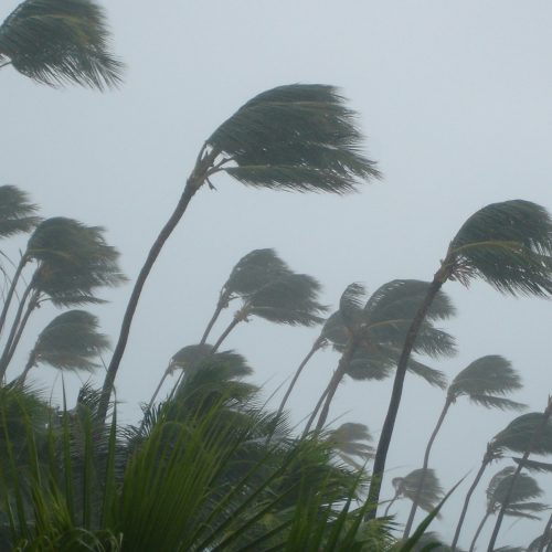 Palm trees blowing in the wind during Tropical Storm Elsa.