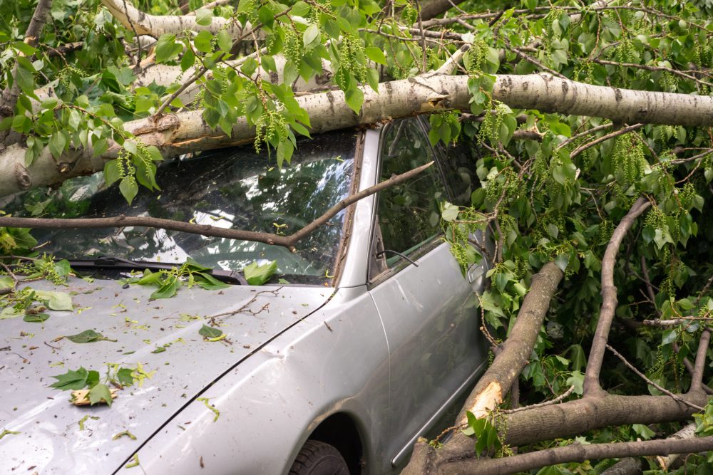 Tree limbs laying on top of a car after Tropical Storm Elsa. 