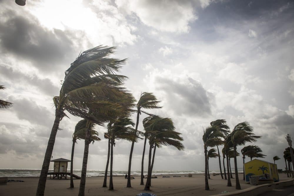 Hurricane winds rage against palm trees on a beach.